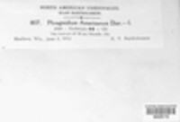 Phragmidium americanum image